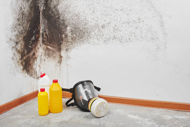 Best Crawl Space Mold Removal  in Sumas, WA