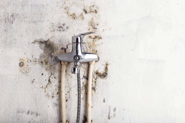 Best Mold Remediation  in Sumas, WA