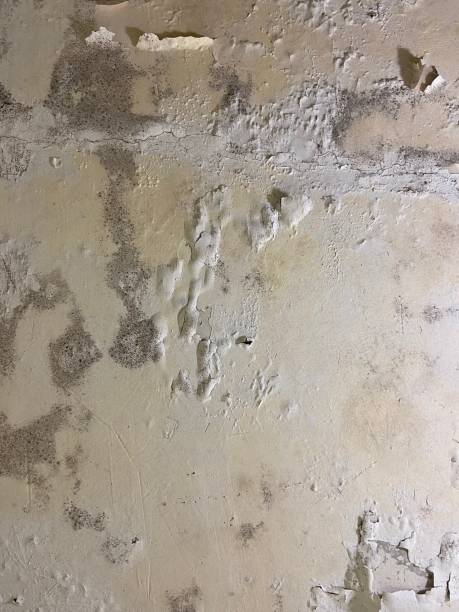 Best Toxic Mold Removal  in Sumas, WA
