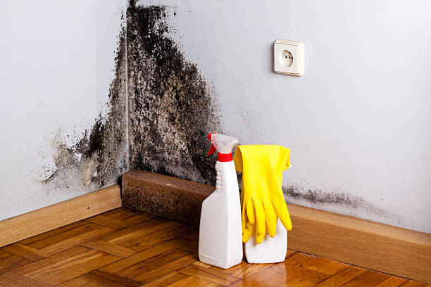 Office Mold Removal Services in Sumas, WA