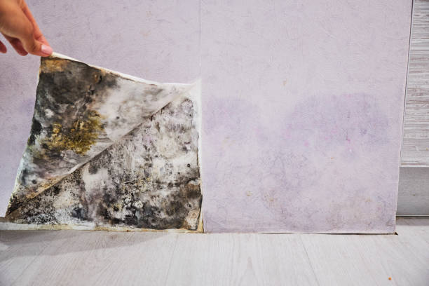 Best Certified Mold Removal  in Sumas, WA